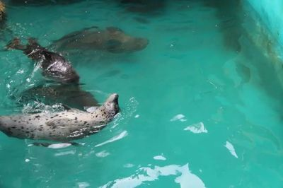 鐵嶺水族館vs祥龍魚場（鐵嶺水族館與祥龍魚場各有特色）