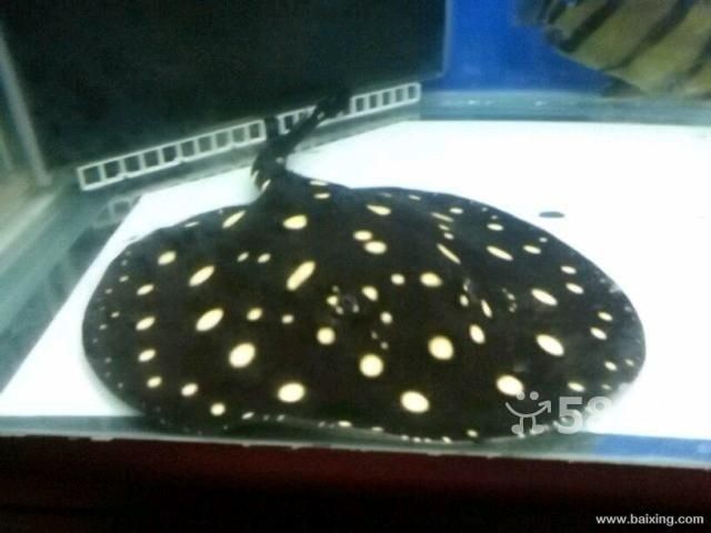 半套魟魚是什么意思:\"半套魟魚\" 魟魚百科 第2張 半套魟魚是什么意思:\"半套魟魚\" 半套魟魚是什么意思:\"半套魟魚\" 魟魚百科 第2張