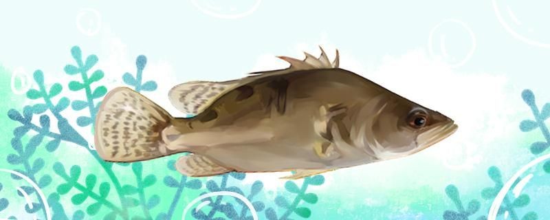 海桂魚和桂魚一樣嗎有什么區(qū)別
