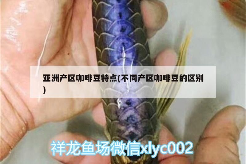 亞洲產(chǎn)區(qū)咖啡豆特點(diǎn)(不同產(chǎn)區(qū)咖啡豆的區(qū)別) 亞洲產(chǎn)區(qū)咖啡豆特點(diǎn)(不同產(chǎn)區(qū)咖啡豆的區(qū)別) 馬來(lái)西亞咖啡