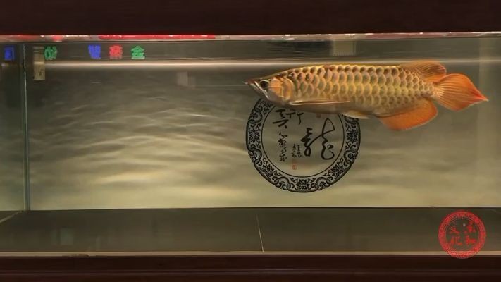 龍魚長白毛該怎么治療vs祥龍魚場：祥龍魚場的評價龍魚日常護理要點