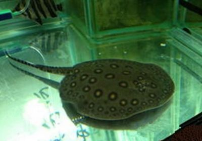 魟魚過水方法：魟魚過水方法和注意事項[需手動填充][需手動填充]魚過水方法和注意事項