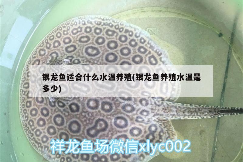 銀龍魚(yú)適合什么水溫養(yǎng)殖(銀龍魚(yú)養(yǎng)殖水溫是多少)