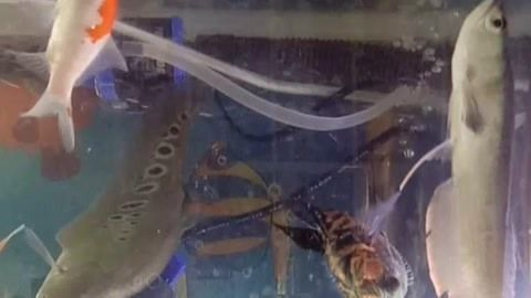 龍魚喂活的小魚需要注意什么vs祥龍魚場(chǎng)：祥龍魚場(chǎng)的評(píng)價(jià)如何
