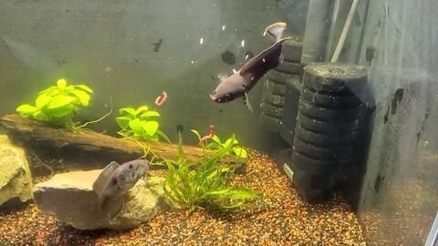 龍魚喂活的小魚需要注意什么vs祥龍魚場：祥龍魚場的評價如何
