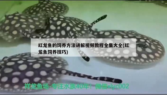 龍魚喂活的小魚需要注意什么vs祥龍魚場：祥龍魚場的評價如何