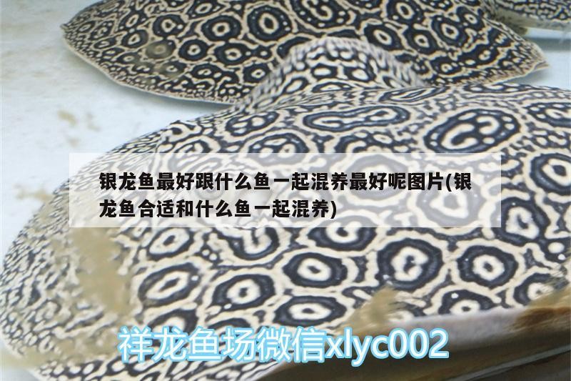 銀龍魚最好跟什么魚一起混養最好呢圖片(銀龍魚合適和什么魚一起混養)