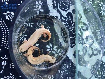 7秒魚(yú)缸官網(wǎng)直銷店：7秒魚(yú)缸官網(wǎng)直銷店7秒魚(yú)缸1號(hào)水族魚(yú)缸官網(wǎng)直銷店