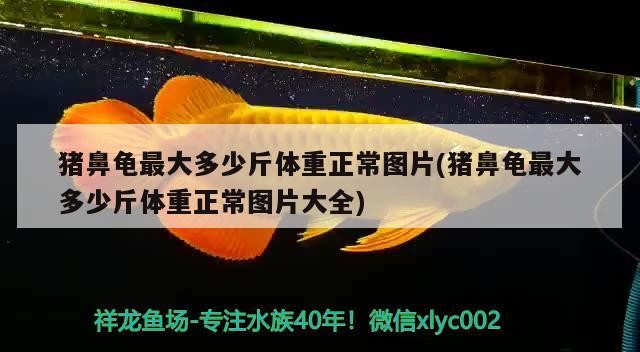 金龍魚30公分后如何維持水質穩定，常用龍魚30公分和酒精哪個殺菌更快 金龍魚30公分后如何維持水質穩定，常用龍魚30公分和酒精哪個殺菌更快 龍魚百科 第2張