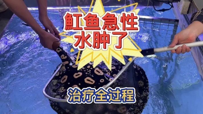 魟魚針劑多少錢：魟魚針劑價格信息如下：[需手動填充]魚針劑多少錢