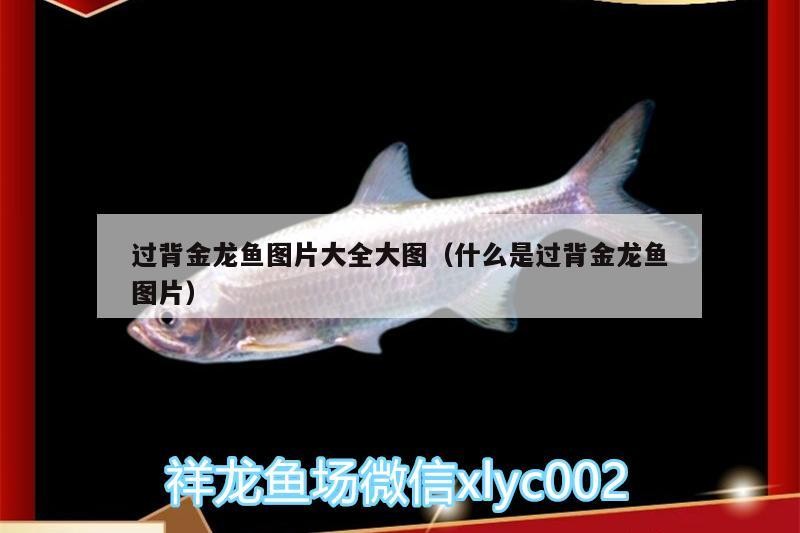 紅龍魚 過背金龍魚圖片大全大圖(什么是過背金龍魚圖片) 金龍魚百科 過背金龍魚圖片大全大圖(什么是過背金龍魚圖片) 過背金龍魚圖片大全大圖(什么是過背金龍魚圖片) 金龍魚百科