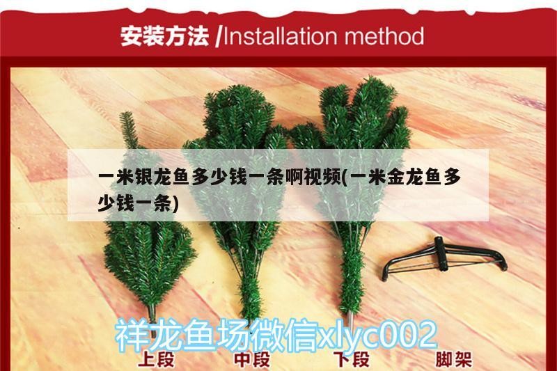 一米銀龍魚多少錢一條啊視頻(一米金龍魚多少錢一條)