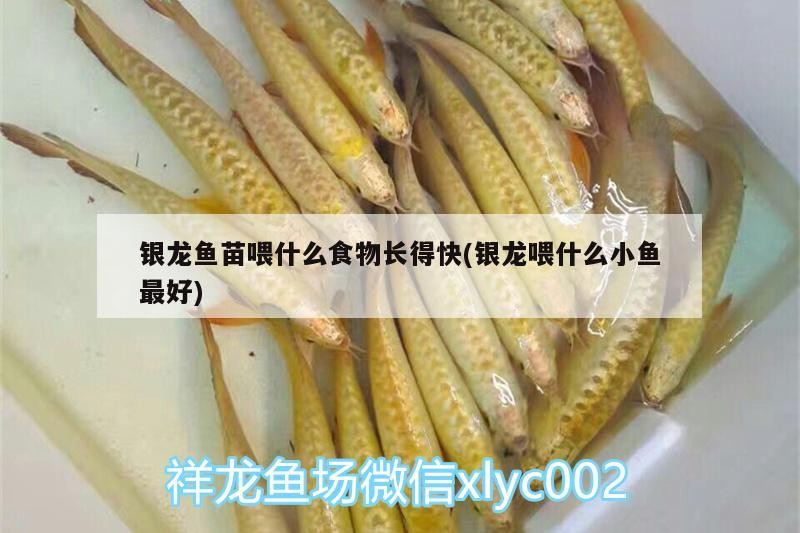 銀龍魚苗喂什么食物長得快(銀龍喂什么小魚最好)