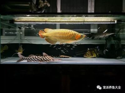 觀賞魚魟魚：魟魚是一種美麗且具有獨特魅力的觀賞魚