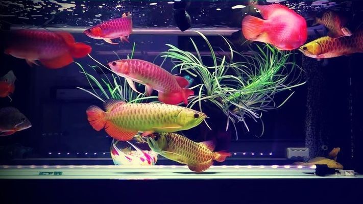 九條紅龍魚：九條紅龍魚是一種在亞洲文化中極具象征意義的觀賞魚 九條紅龍魚：九條紅龍魚是一種在亞洲文化中極具象征意義的觀賞魚 紅龍魚百科 第1張