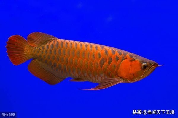 龍魚食量小吃食不兇猛vs祥龍魚場(chǎng)：如何判斷龍魚是否兇猛