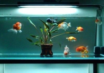 60的魚缸養幾條金魚合適：60厘米的魚缸養幾條金魚合適