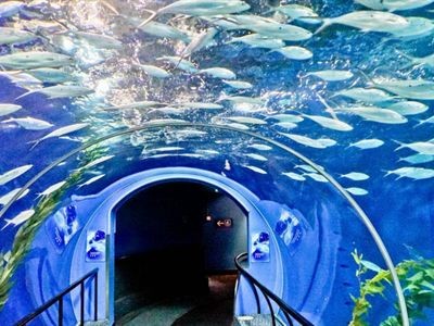 嘉興水族館vs祥龍魚場（嘉興并沒有水族館，祥龍魚場是一家專業(yè)的龍魚養(yǎng)殖和銷售企業(yè)）
