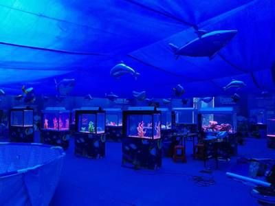 百色水族館vs祥龍魚場（百色水族館和祥龍魚場哪個好）