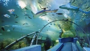 百色水族館vs祥龍魚場（百色水族館和祥龍魚場哪個好）