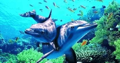 百色水族館vs祥龍魚場（百色水族館和祥龍魚場哪個好）