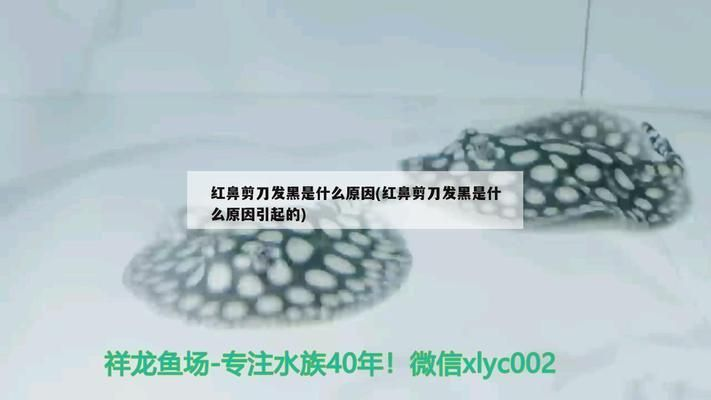 龍魚立鱗后鱗片發黑正常嗎vs祥龍魚場：龍魚立鱗后鱗片發黑是否正常