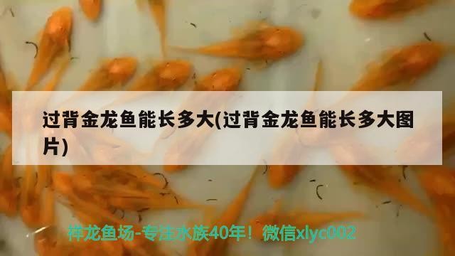 過背金龍魚能長多大(過背金龍魚能長多大圖片) 過背金龍魚能長多大(過背金龍魚能長多大圖片) 金龍魚百科