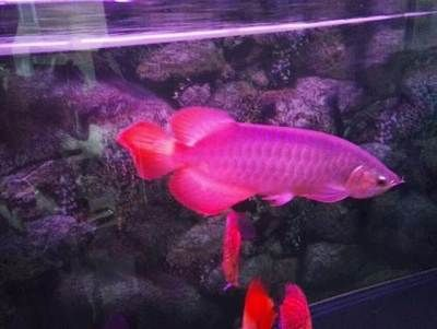 秦皇島龍魚vs祥龍魚場（秦皇島龍魚可能指的是中國河北省秦皇島地區的龍魚養殖或銷售場所）