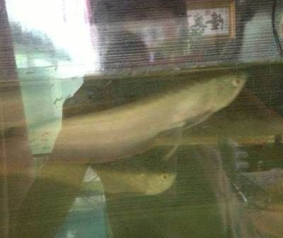 秦皇島龍魚vs祥龍魚場（秦皇島龍魚可能指的是中國河北省秦皇島地區的龍魚養殖或銷售場所）