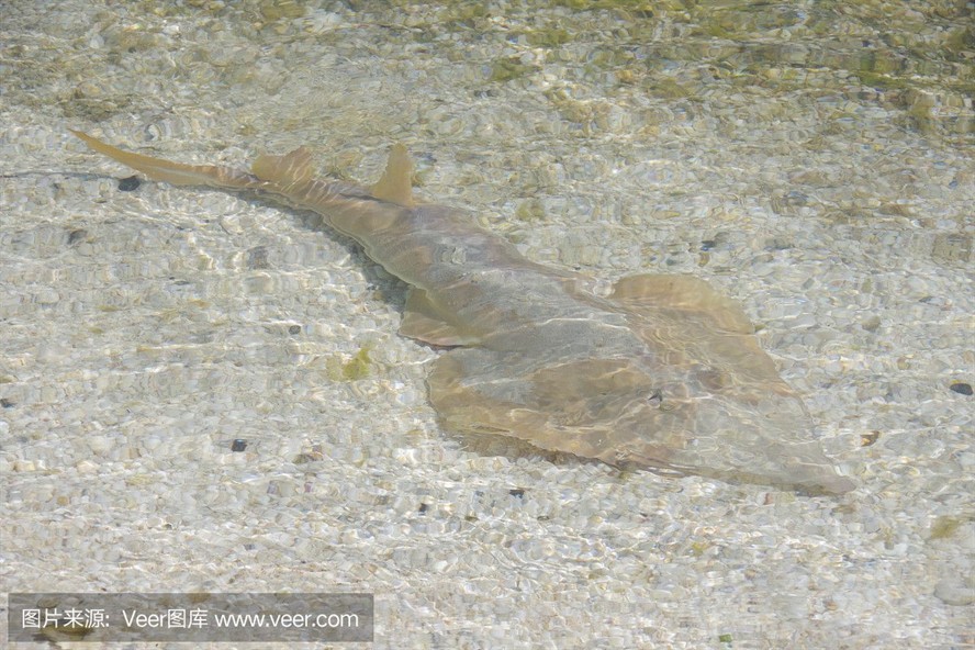 魟魚水位：關于魟魚水位的一些問題