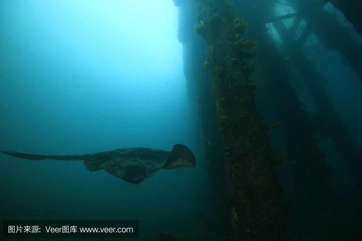 魟魚水位：關于魟魚水位的一些問題