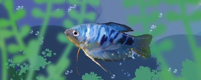 曼龍魚不愛游動怎么回事如何處理 曼龍魚不愛游動怎么回事如何處理 馬來西亞咖啡