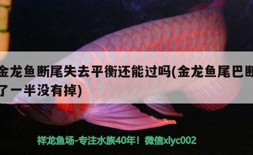 金龍魚斷尾失去平衡還能過嗎(金龍魚尾巴斷了一半沒有掉) 金龍魚斷尾失去平衡還能過嗎(金龍魚尾巴斷了一半沒有掉) 魚缸百科