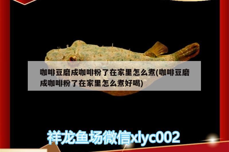 鸚鵡魚和銀龍魚混養怎樣喂食 咖啡豆磨成咖啡粉了在家里怎么煮(咖啡豆磨成咖啡粉了在家里怎么煮好喝) 馬來西亞咖啡 咖啡豆磨成咖啡粉了在家里怎么煮(咖啡豆磨成咖啡粉了在家里怎么煮好喝) 咖啡豆磨成咖啡粉了在家里怎么煮(咖啡豆磨成咖啡粉了在家里怎么煮好喝) 馬來西亞咖啡