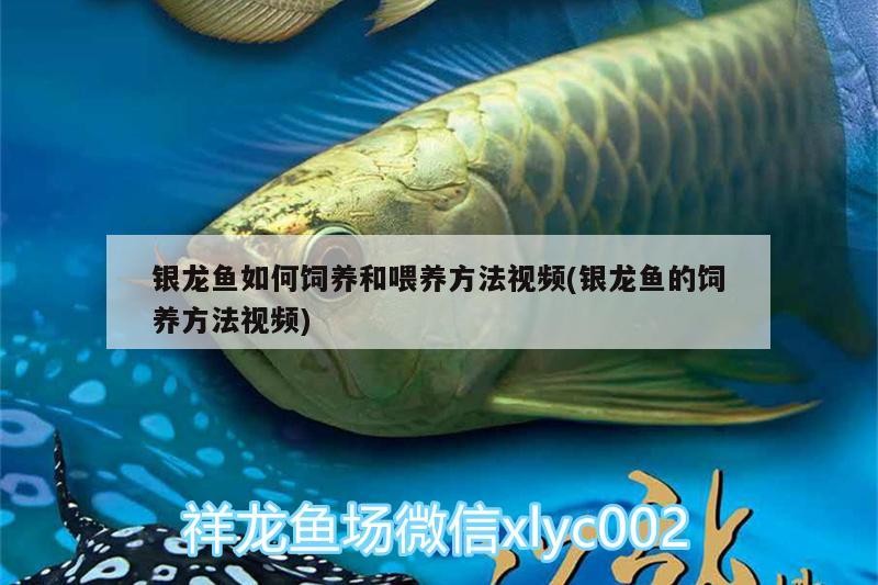 銀龍魚如何飼養和喂養方法視頻(銀龍魚的飼養方法視頻) 銀龍魚如何飼養和喂養方法視頻(銀龍魚的飼養方法視頻) 銀龍魚百科