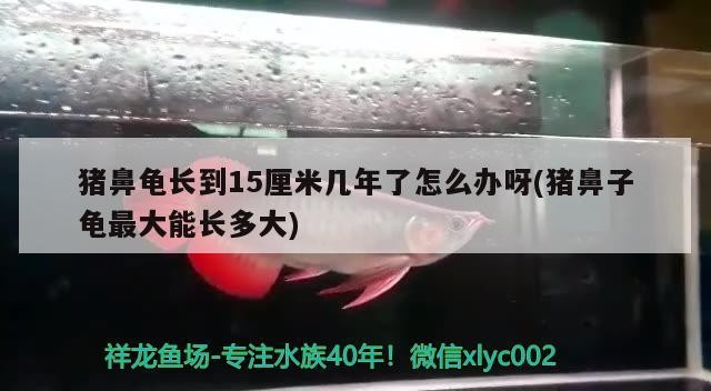 豬鼻龜長到15厘米幾年了怎么辦呀(豬鼻子龜最大能長多大) 豬鼻龜長到15厘米幾年了怎么辦呀(豬鼻子龜最大能長多大) 豬鼻龜百科