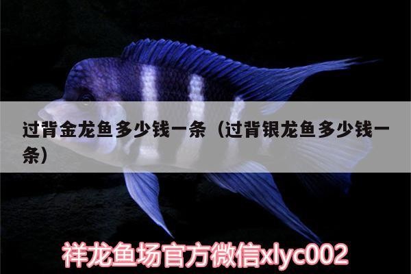 青龍魚 過背金龍魚多少錢一條(過背銀龍魚多少錢一條) 金龍魚百科 過背金龍魚多少錢一條(過背銀龍魚多少錢一條) 過背金龍魚多少錢一條(過背銀龍魚多少錢一條) 金龍魚百科