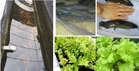 龍魚排紅色糞便：龍魚拉紅色長線屎是怎么回事？