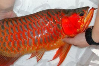 馬來西亞紅龍魚怎么樣養活：養殖馬來西亞紅龍魚需要注意以下幾個方面