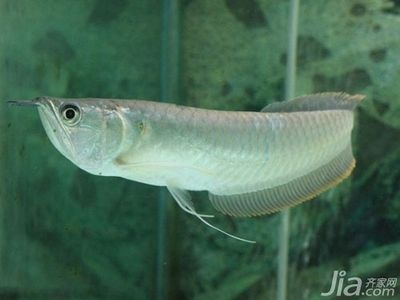 金龍魚銀龍魚區別