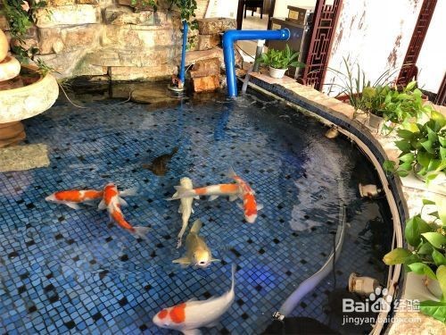 沈陽市林彩水族經銷中心（沈陽市林彩水族經銷中心地址）