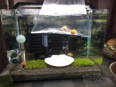 短鯛魚(yú)缸的布置要求：短鯛魚(yú)缸造景的基礎(chǔ)知識(shí) 短鯛魚(yú)缸的布置要求：短鯛魚(yú)缸造景的基礎(chǔ)知識(shí) 魚(yú)缸百科 第1張