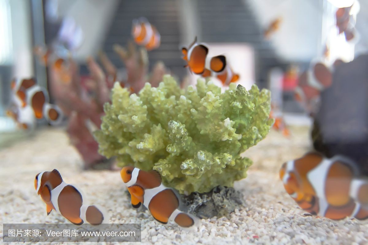 魟魚最佳飼養水位深度：關于魟魚最佳飼養水位深度并沒有完全相關的直接答案