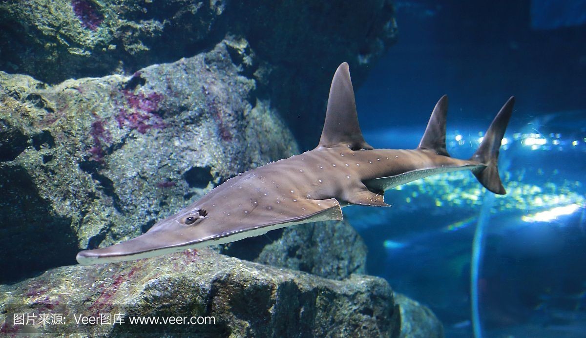 魟魚最佳飼養水位深度：關于魟魚最佳飼養水位深度并沒有完全相關的直接答案