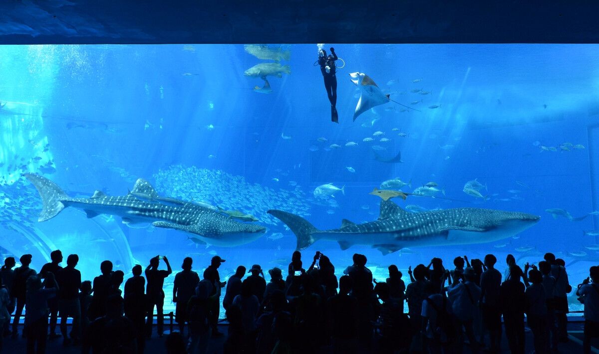 楊凌水族館vs祥龍魚場（探討楊凌水族館與祥龍魚場之間的差異之前需要明確兩者的基本信息）