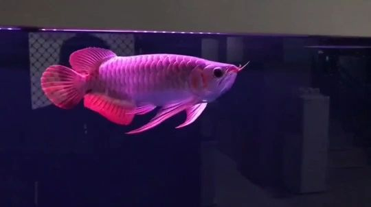 魚缸混養的注意事項，蘭壽和孔雀魚混養的注意事項 魚缸混養的注意事項，蘭壽和孔雀魚混養的注意事項 觀賞魚百科 第2張