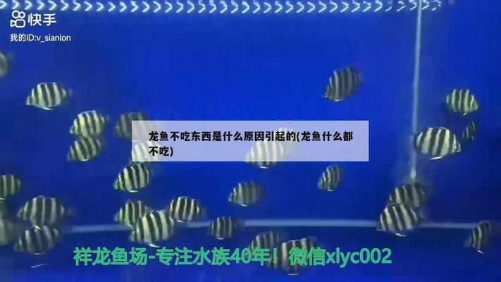 龍魚買回來不吃東西vs祥龍魚場(chǎng)：祥龍魚場(chǎng)評(píng)價(jià)如何