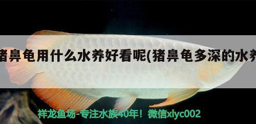 豬鼻龜用什么水養好看呢(豬鼻龜多深的水養)