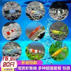 龍魚一般喂什么食物vs祥龍魚場：祥龍魚場養(yǎng)殖技術(shù)分享 龍魚一般喂什么食物vs祥龍魚場：祥龍魚場養(yǎng)殖技術(shù)分享 vs祥龍魚場 第4張
