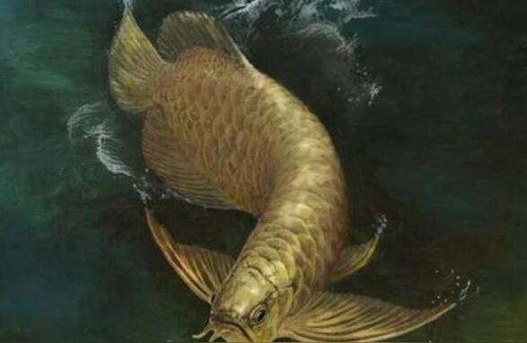 三亞二手龍魚:1米長過背金龍魚價值